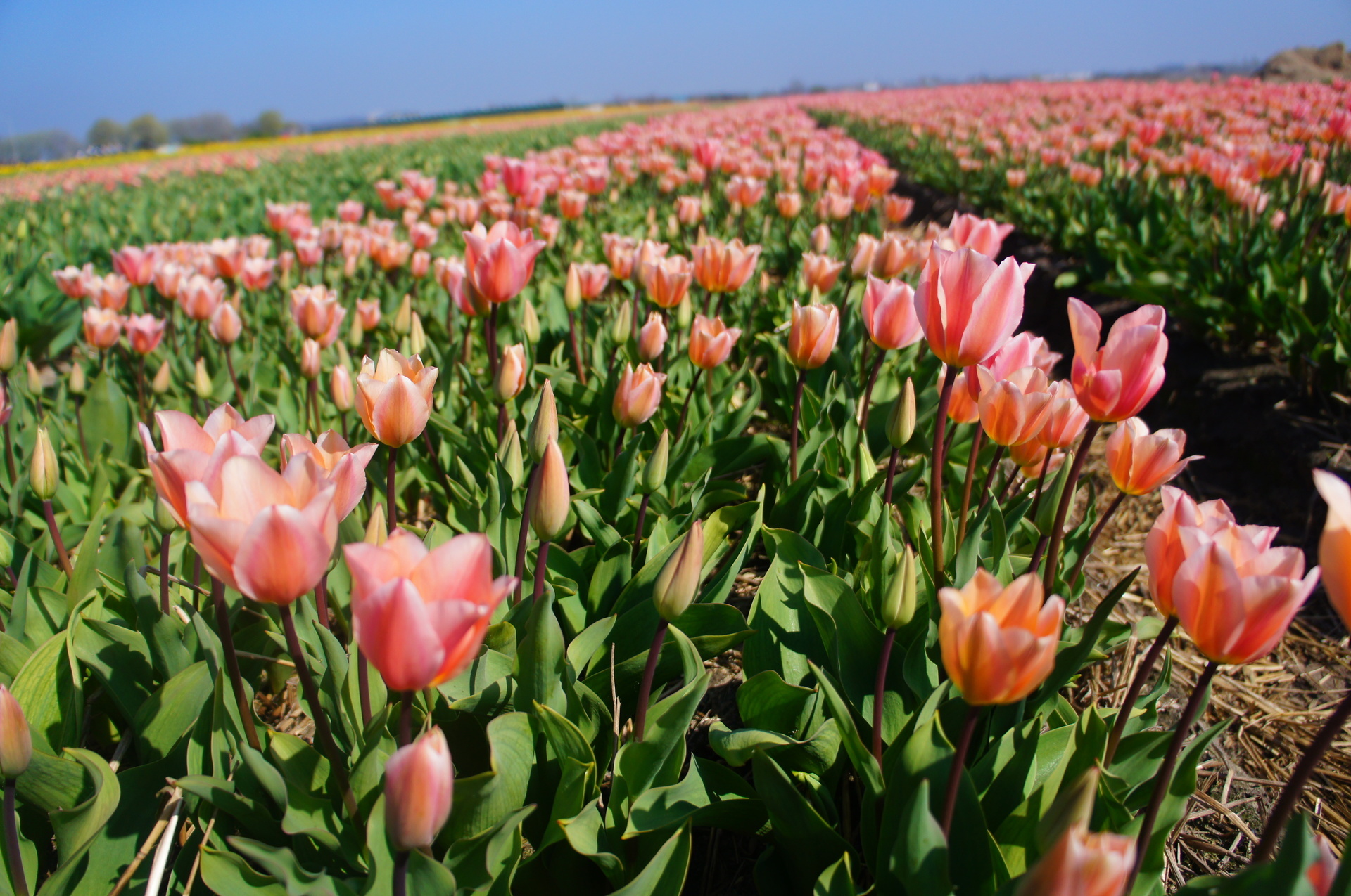 ドライブにおススメ リッセの花畑に行こう オランダに住むとこうなる