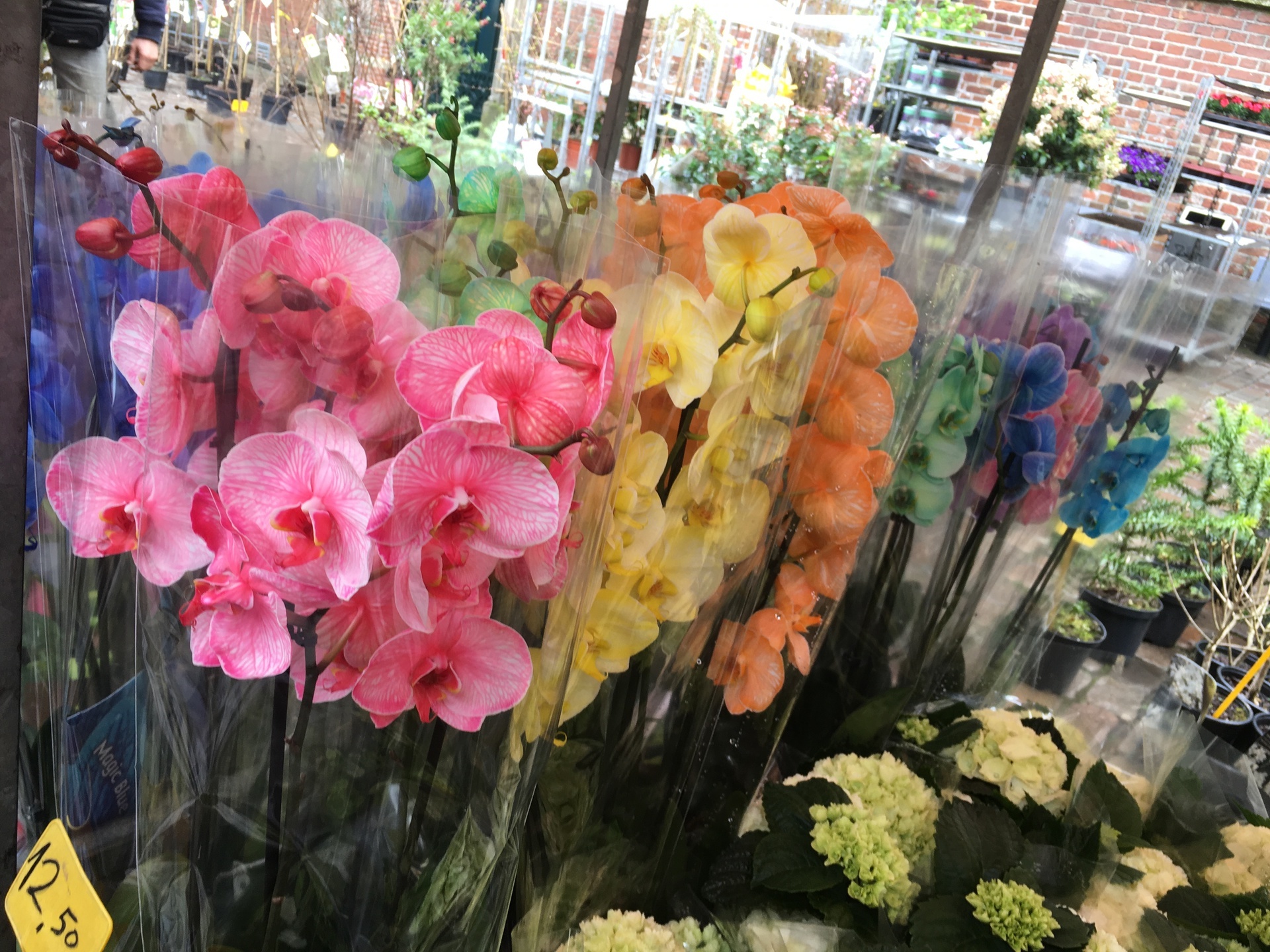 年に一度のフローニンゲン花市場とは 3月末頃 オランダに住むとこうなる